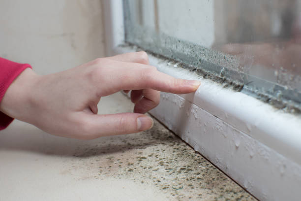 Best Post-Remediation Verification Testing  in West Frankfort, IL