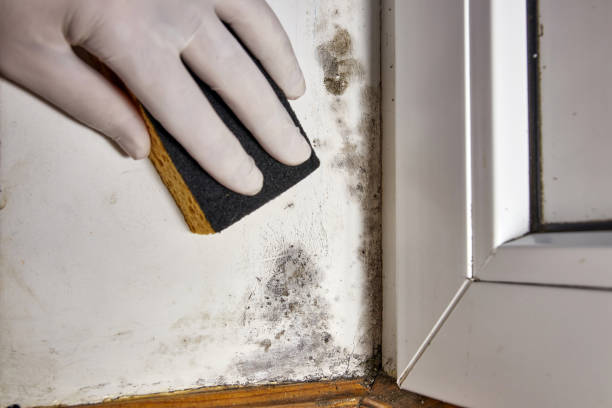 Best Air Quality Testing for Mold Spores  in West Frankfort, IL