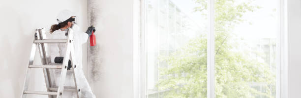 Professional Mold Removal in West Frankfort, IL
